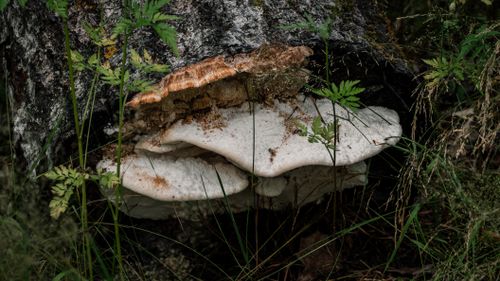 Free Close-up of a bracket fungus growing on a log in a Russian forest setting. Stock Photo