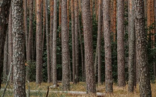Free Captivating view of tall pine trees in a tranquil forest, Lipetsk, Russia. Stock Photo