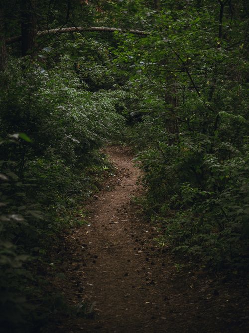 Free A tranquil forest path surrounded by dense green foliage in Peskovatka-Boyarskaya, Lipetsk Oblast, Russia. Stock Photo