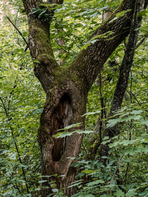Free A vibrant forest scene in Lipetsk, Russia, showcasing a moss-covered tree trunk. Stock Photo