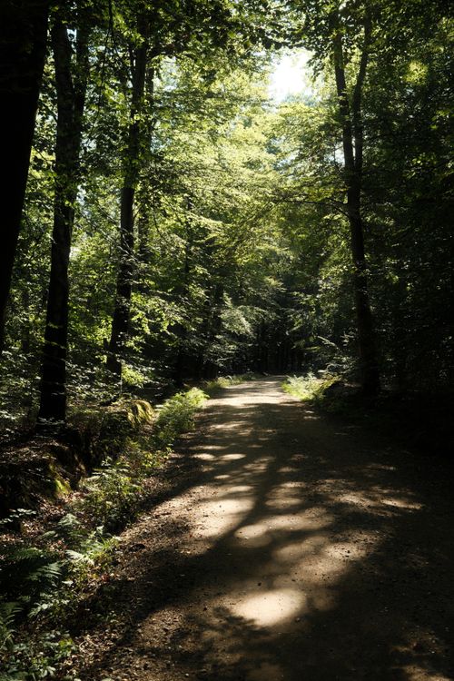 Free A tranquil forest path under dappled sunlight, surrounded by lush green trees and foliage. Stock Photo