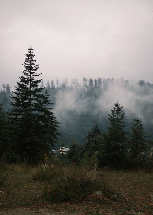 Free Serene misty forest scene capturing tall evergreens in Sakarya, Türkiye. Stock Photo