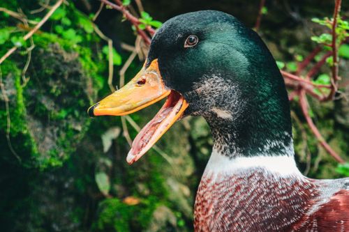 Free Vibrant close-up of a Mallard duck in Algiers' lush greenery. Ideal for nature or wildlife themes. Stock Photo