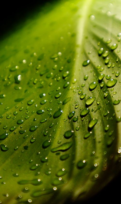 Free Macro shot of water droplets on a lush green leaf, highlighting texture and detail. Stock Photo