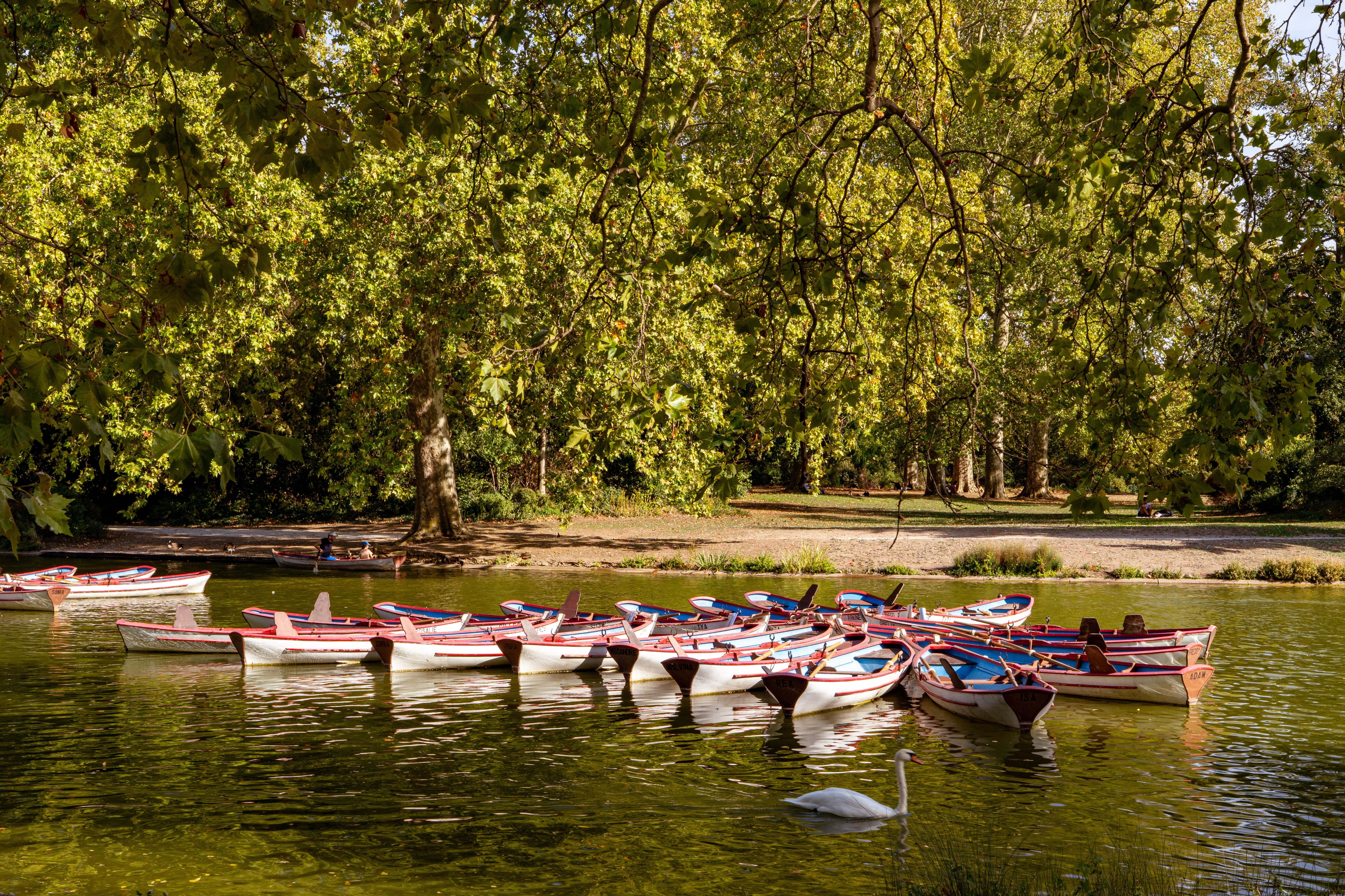A tranquil autumn scene with rowing boats and a swan on the lake in Bois de Vincennes, Paris.