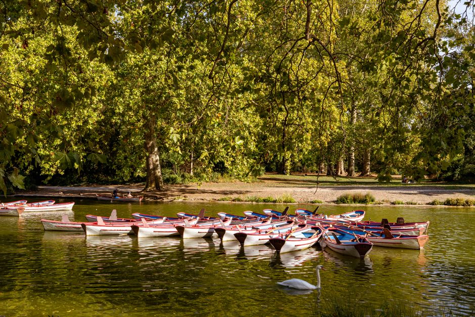 A tranquil autumn scene with rowing boats and a swan on the lake in Bois de Vincennes, Paris.