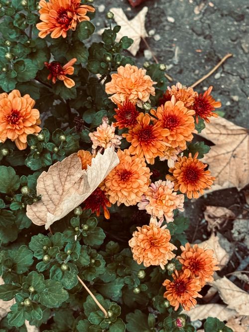 Free Close-up of bright orange chrysanthemums surrounded by fallen autumn leaves, showcasing the beauty of fall Stock Photo