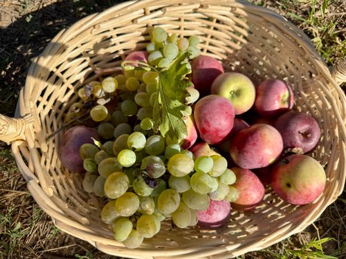 Free A close-up of a wicker basket filled with fresh apples and grapes under natural sunlight. Stock Photo