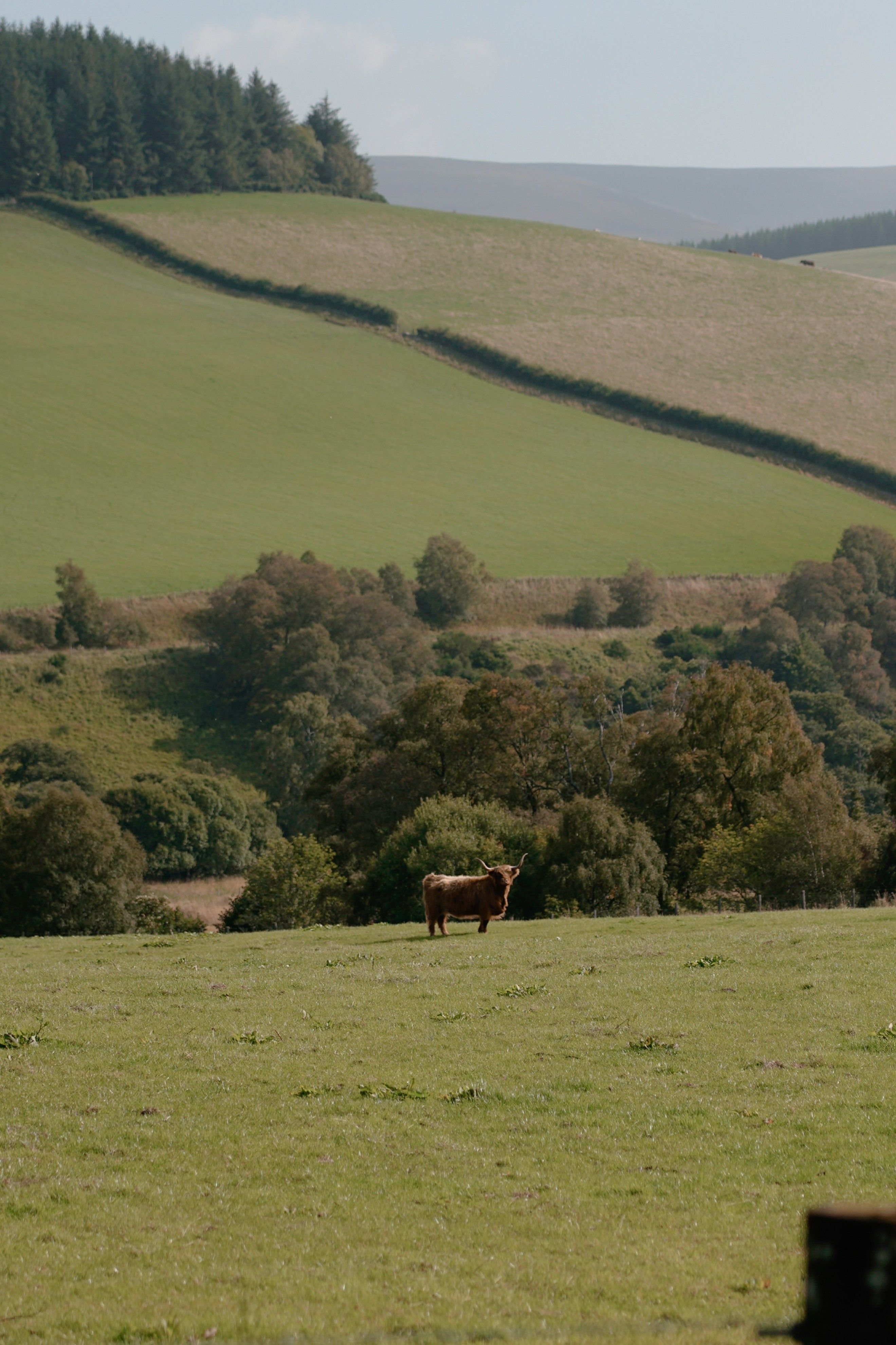 A lone highland cow grazing in the rolling hills of Ballindalloch, Scotland.
