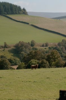 A lone highland cow grazing in the rolling hills of Ballindalloch, Scotland.