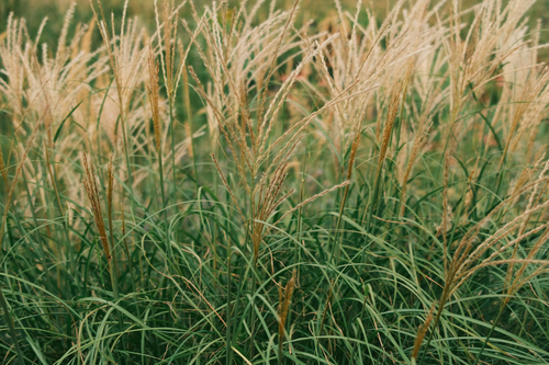 Free Close-up of ornamental grass blades swaying in Vienna, capturing nature's elegance. Stock Photo