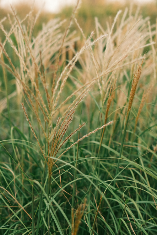 Free Lush tall grass swaying gently in the wind, captured in Wien, Austria's serene fields. Stock Photo