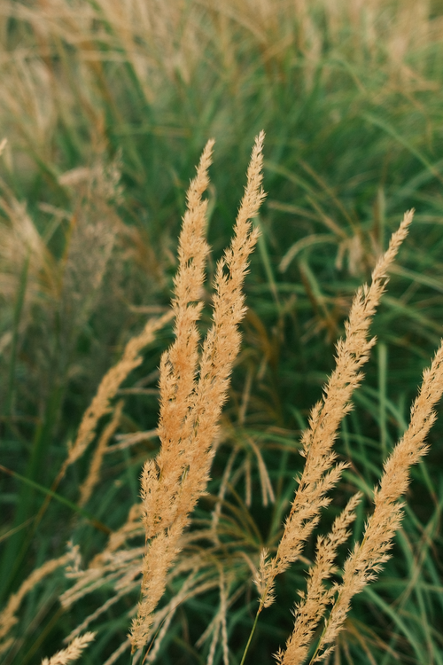 Free Close-up of golden grasses swaying in Vienna's summer breeze, showcasing natural beauty and serenity. Stock Photo
