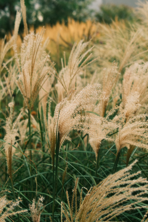 Free Lush ornamental grass swaying gently in the autumn breeze, captured in Vienna, Austria. Stock Photo