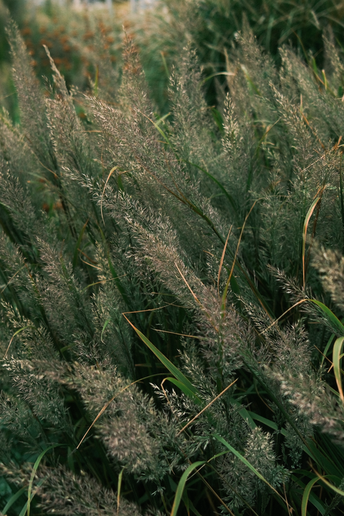 Free Close-up of lush ornamental grass in a garden setting in Wien, Austria. Stock Photo