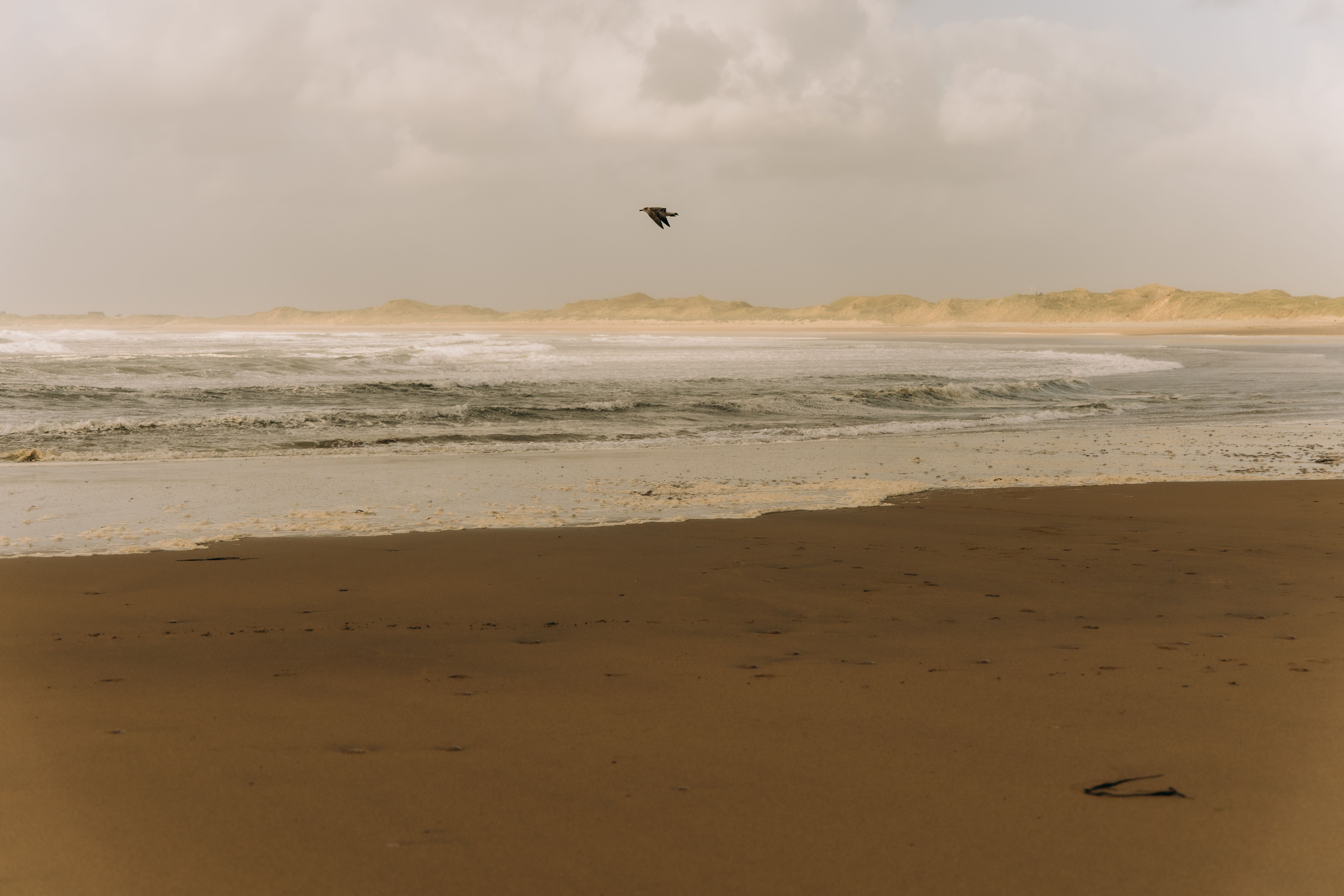 A serene Irish beach scene with a bird in flight, capturing tranquility and natural beauty.