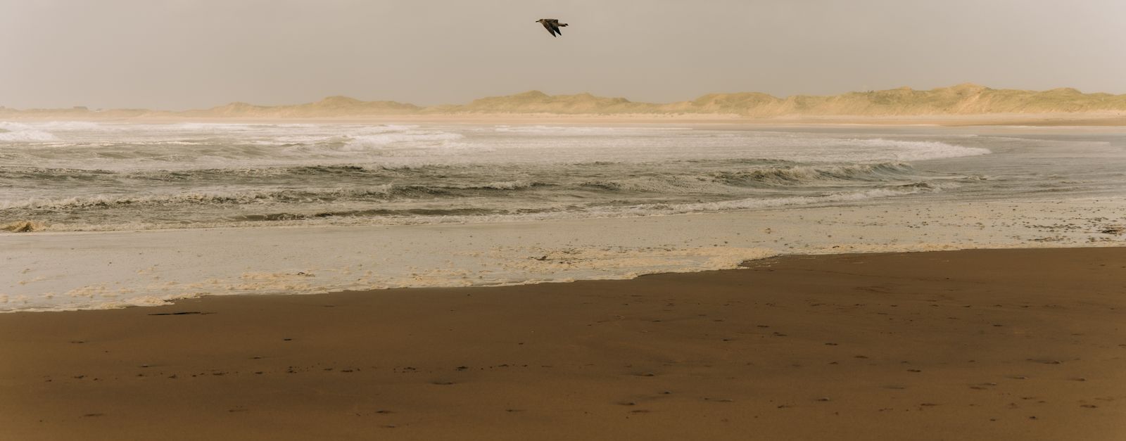 A serene Irish beach scene with a bird in flight, capturing tranquility and natural beauty.
