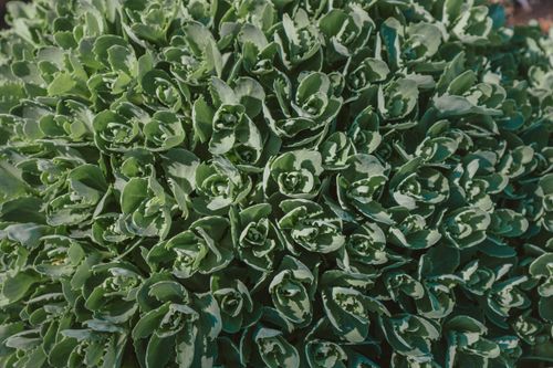 Free A lush display of green succulent leaves showcasing intricate natural patterns. Stock Photo