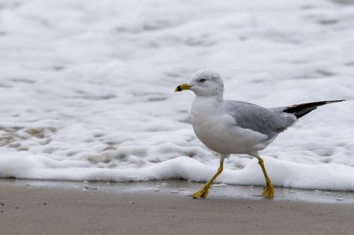 Free A ring-billed gull strolling along the shore with ocean foam at Atlantic Beach, North Carolina. Stock Photo