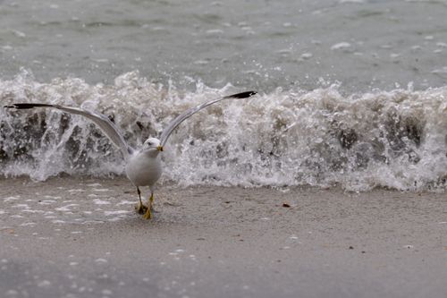 Free A ring-billed gull gracefully lands on the shore as ocean waves crash at Atlantic Beach, North Carolina. Stock Photo