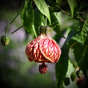 Detailed close-up of a vibrant red abutilon flower with lush green leaves in soft daylight.（イメージ）