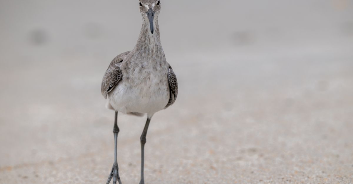 Close-up of a Willet bird on Atlantic Beach, North Carolina, showcasing its natural habitat.