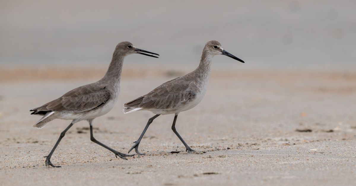 Two willets walking on the shore at Atlantic Beach, NC, USA.