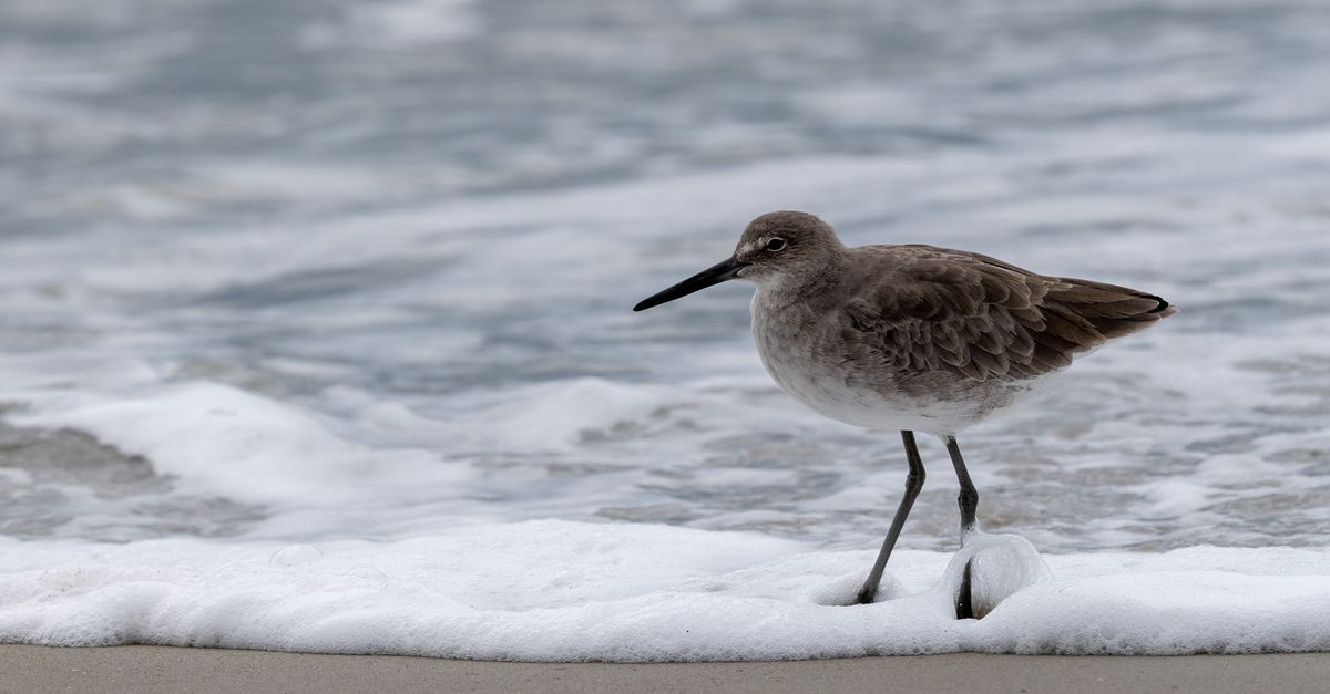 Close-up of a Willet bird standing on Atlantic Beach shore, North Carolina.