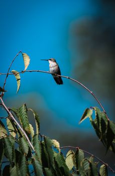 Graceful hummingbird resting on tree branch against clear blue sky background.