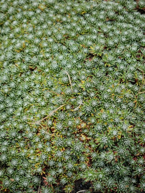Free Explore a close-up of diverse green foliage forming a unique botanical micro ecosystem. Stock Photo