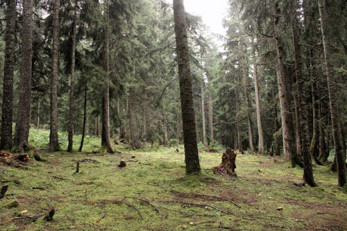 Free Tranquil forest scene with lush evergreen trees and a moss-covered floor. Stock Photo