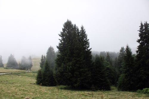 Free A tranquil misty forest with pine trees in the early morning light, creating a peaceful atmosphere. Stock Photo