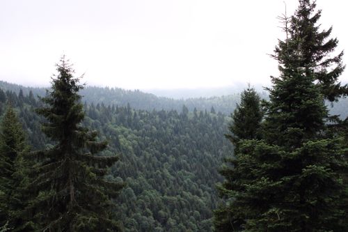 Free Serene view of a misty forest with coniferous trees on a cloudy day. Stock Photo