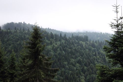 Free A serene view of misty evergreen forested hills, creating a tranquil and natural atmosphere. Stock Photo