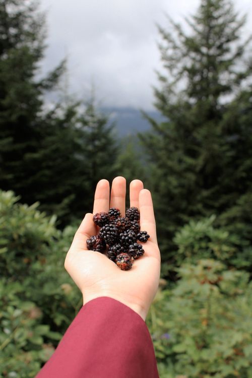 Free A hand offers a handful of ripe blackberries against a lush forest backdrop. Stock Photo