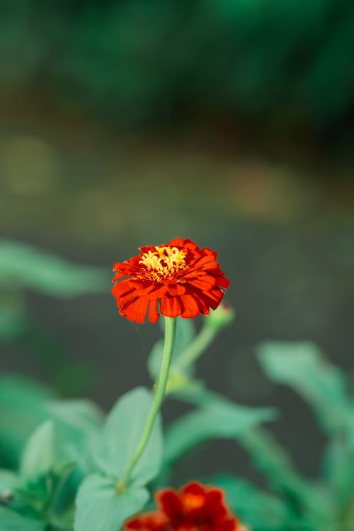 Free Close-up of a vibrant orange zinnia flower in full bloom with a blurred garden background. Stock Photo