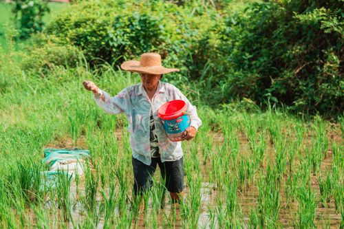 Free A farmer in a straw hat works in a vibrant green rice field, engaged in sowing or planting. Stock Photo