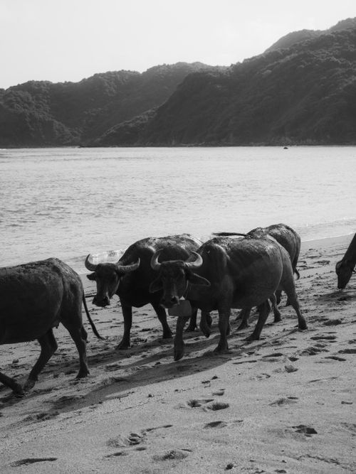 Free stock photo of indonesia, thing Stock Photo