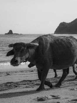 Free stock photo of indonesia, thing