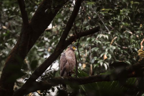 Free A raptor perched amidst dense Singaporean forest, showcasing its natural habitat. Stock Photo