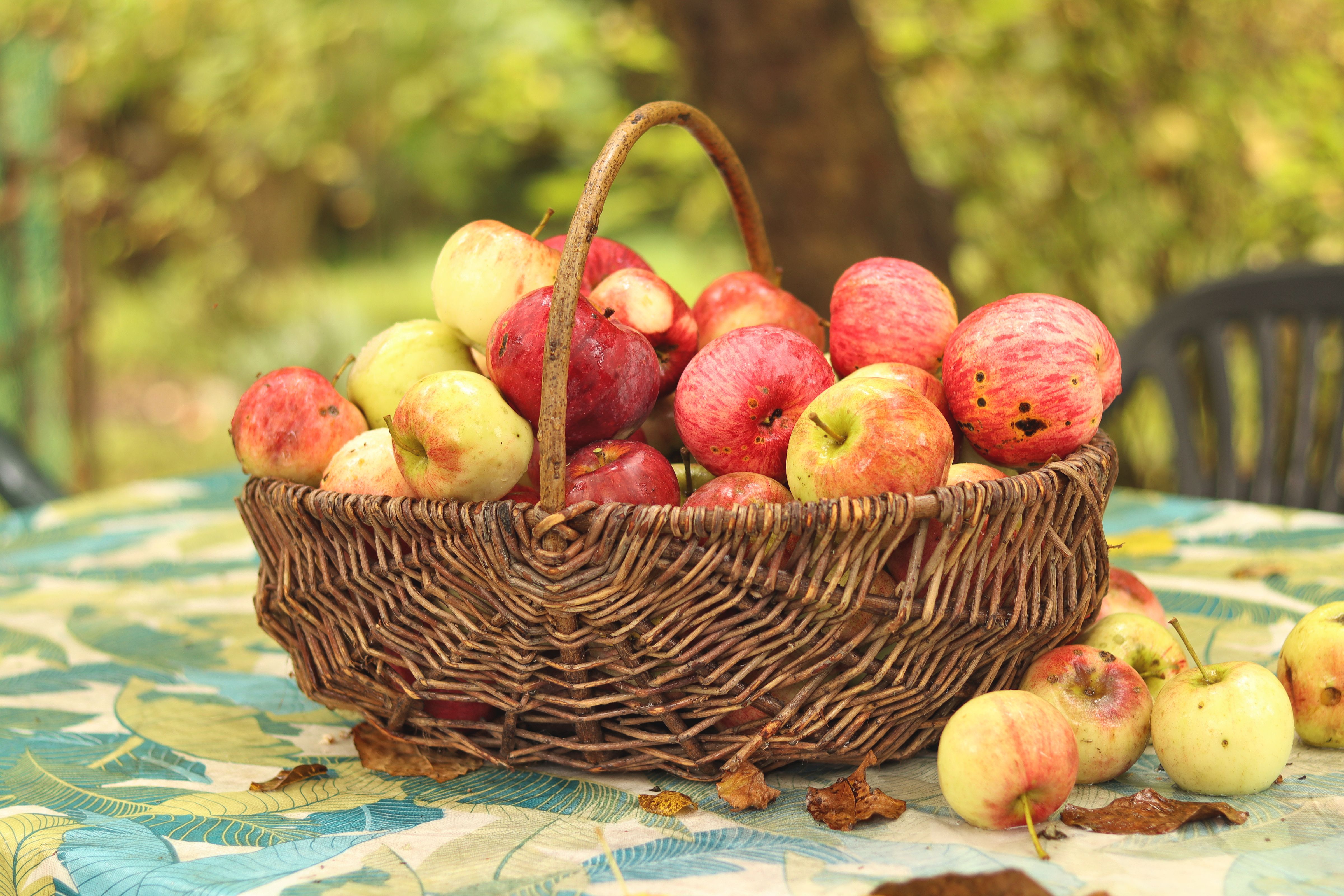 Red and Golden Delicious apples from Urmia sorted by colour and size for bulk export grading