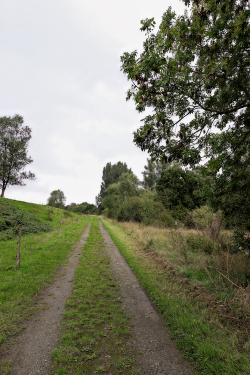 Free A peaceful dirt path in a countryside setting surrounded by lush green foliage and trees. Stock Photo