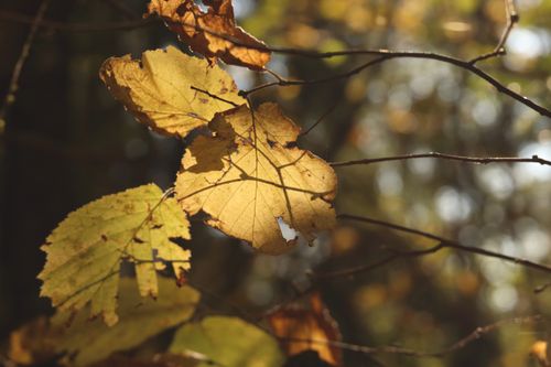 Free Close-up of autumn leaves backlit by warm sunlight, highlighting textures. Stock Photo