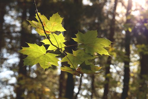 Free A close-up of sunlit green maple leaves against a blurred forest background during daylight. Stock Photo