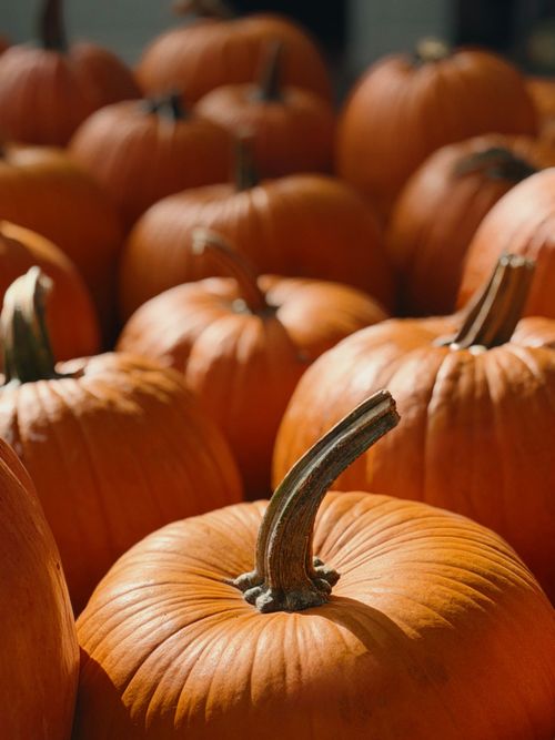 Free A collection of bright orange pumpkins basking in the warm sunlight, capturing the essence of autumn. Stock Photo