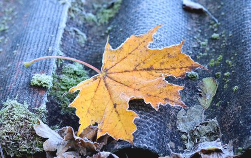 Free Close-up of a frosty autumn maple leaf on a moss-covered surface, highlighting seasonal change. Stock Photo