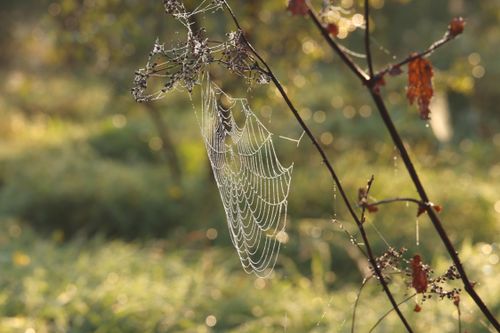 Free A close-up of a spider web glistening with morning dew against a natural background, capturing the beauty of nature. Stock Photo
