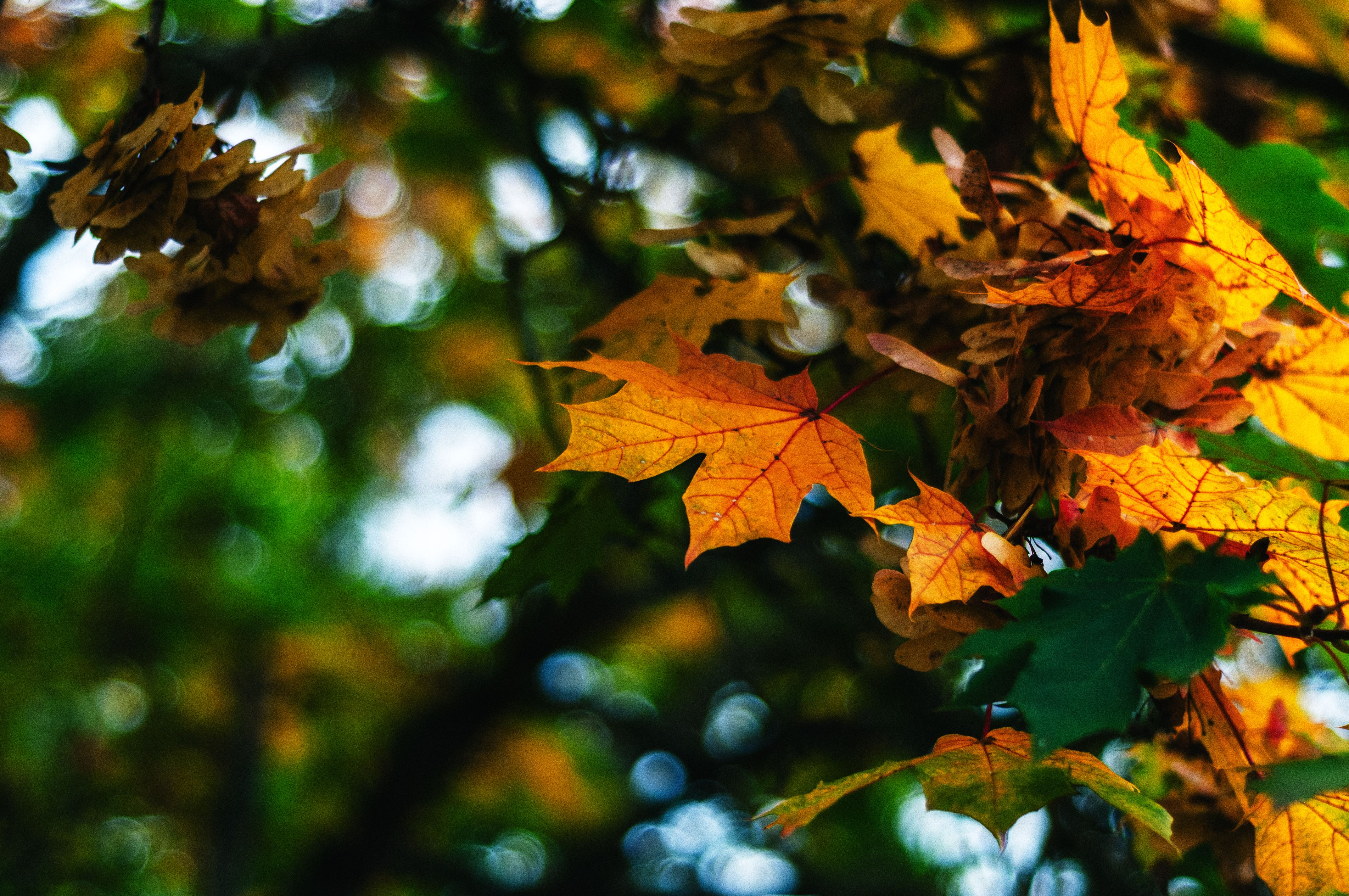 Vibrant Autumn Leaves in Belarus Forest · Free Stock Photo