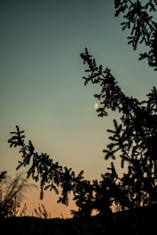 Free Silhouetted tree branches frame a serene twilight sky with a partial moon. Stock Photo