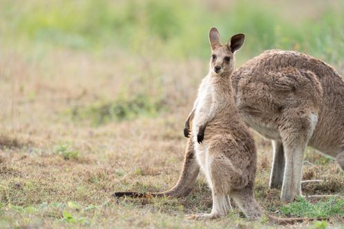 Free Two kangaroos in a grassy field, embodying the Australian wildlife experience. Stock Photo